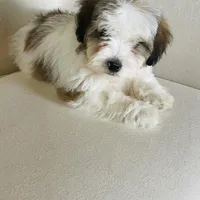 BENTLEY-spring break sale, a male Miniature Bernedoodle for sale in Cookeville, TN – Photo 7 of 10