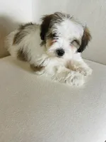 BENTLEY-spring break sale, a male Miniature Bernedoodle for sale in Cookeville, TN – Photo 7 of 10