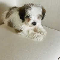 BENTLEY-spring break sale, a male Miniature Bernedoodle for sale in Cookeville, TN – Photo 5 of 10