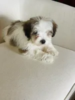 BENTLEY-spring break sale, a male Miniature Bernedoodle for sale in Cookeville, TN – Photo 5 of 10