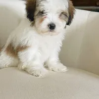 BENTLEY-spring break sale, a male Miniature Bernedoodle for sale in Cookeville, TN – Photo 1 of 10