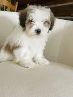 BENTLEY-spring break sale, a male Miniature Bernedoodle for sale in Cookeville, TN – Photo 1 of 10