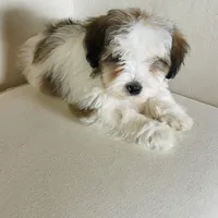 BENTLEY-spring break sale, a male Miniature Bernedoodle for sale in Cookeville, TN – Photo 8 of 10