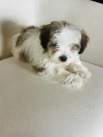 BENTLEY-spring break sale, a male Miniature Bernedoodle for sale in Cookeville, TN – Photo 8 of 10
