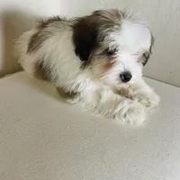 BENTLEY-spring break sale, a male Miniature Bernedoodle for sale in Cookeville, TN – Photo 9 of 10