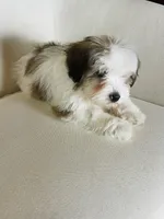 BENTLEY-spring break sale, a male Miniature Bernedoodle for sale in Cookeville, TN – Photo 9 of 10