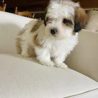 BENTLEY-spring break sale, a male Miniature Bernedoodle for sale in Cookeville, TN – Photo 3 of 10