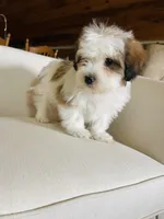 BENTLEY-spring break sale, a male Miniature Bernedoodle for sale in Cookeville, TN – Photo 3 of 10