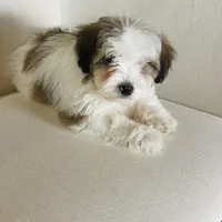 BENTLEY-spring break sale, a male Miniature Bernedoodle for sale in Cookeville, TN – Photo 2 of 10