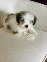 BENTLEY-spring break sale, a male Miniature Bernedoodle for sale in Cookeville, TN – Photo 2 of 10