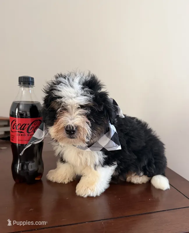 Topper- black Tri Color – Miniature Bernedoodle puppy for sale in Cookeville, TN