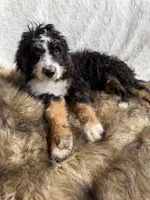 Macallan “ Mac” ❤️, a male Bernedoodle for sale in Cookeville, TN – 2 of 4
