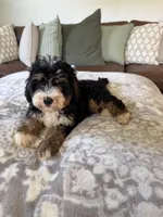 Bella- Black Tri Female, a female Miniature Bernedoodle for sale in Cookeville, TN – 5 of 7