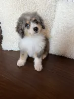 Toffee, a female Miniature Bernedoodle for sale in Cookeville, TN – 4 of 4
