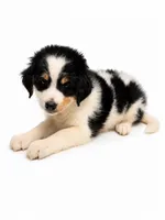 Rusty-black tri color, a male Miniature Bernedoodle for sale in Cookeville, TN – 3 of 4
