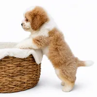 Peanut butter , a male Miniature Bernedoodle for sale in Cookeville, TN – 3 of 4