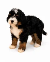 Bonny- Black Tri Female, a female Miniature Bernedoodle for sale in Cookeville, TN – 2 of 5