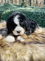 Red boy, a male Bernedoodle for sale in Cookeville, TN – Photo 10 of 10