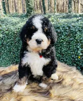 Red boy, a male Bernedoodle for sale in Cookeville, TN – Photo 4 of 10