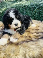 Red boy, a male Bernedoodle for sale in Cookeville, TN – Photo 7 of 10