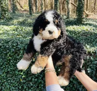 Red boy, a male Bernedoodle for sale in Cookeville, TN – Photo 3 of 10