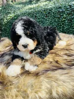 Red boy, a male Bernedoodle for sale in Cookeville, TN – Photo 1 of 10