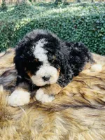 Red boy, a male Bernedoodle for sale in Cookeville, TN – Photo 8 of 10