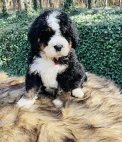 Red boy, a male Bernedoodle for sale in Cookeville, TN – Photo 6 of 10