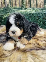 Red boy, a male Bernedoodle for sale in Cookeville, TN – Photo 9 of 10