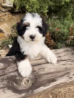 Frankie, a male Miniature Bernedoodle for sale in Cookeville, TN – 3 of 7