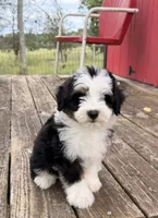 Frankie, a male Miniature Bernedoodle for sale in Cookeville, TN – 2 of 7