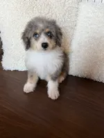 Toffee, a female Miniature Bernedoodle for sale in Cookeville, TN – 3 of 4