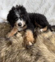 Bourbon, a male Bernedoodle for sale in Cookeville, TN – 5 of 6