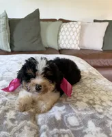 Bonnie- tri color , a female Miniature Bernedoodle for sale in Cookeville, TN – 4 of 7