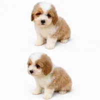 Peanut butter , a male Miniature Bernedoodle for sale in Cookeville, TN – 2 of 4