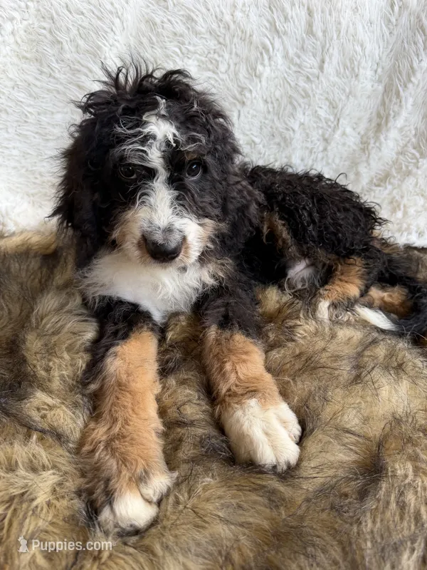 Macallan “ Mac” ❤️ – Bernedoodle puppy for sale in Cookeville, TN