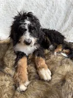 Macallan “ Mac” ❤️, a male Bernedoodle for sale in Cookeville, TN – 1 of 4