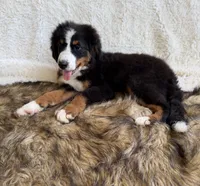 Cooper ❤️, a male Bernedoodle for sale in Cookeville, TN – 4 of 7