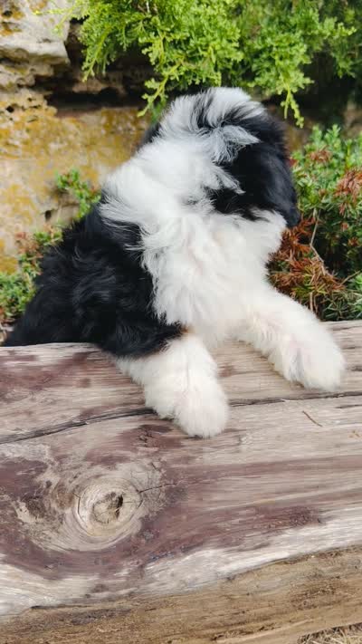 Frankie, a male Miniature Bernedoodle for sale in Cookeville, TN – 7 of 7