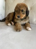 Rosie ❤️ Red sable tri color Bernedoodle, a female Bernedoodle for sale in Cookeville, TN – 4 of 7