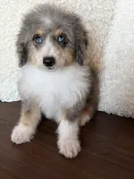Toffee, a female Miniature Bernedoodle for sale in Cookeville, TN – 1 of 4
