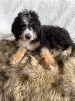 Bourbon, a male Bernedoodle for sale in Cookeville, TN – 6 of 6