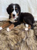 Cooper ❤️, a male Bernedoodle for sale in Cookeville, TN – 6 of 7