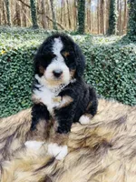 Black tri Female , a female Bernedoodle for sale in Cookeville, TN – Photo 5 of 9