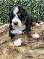 Black tri Female , a female Bernedoodle for sale in Cookeville, TN – Photo 8 of 9