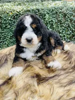 Black tri Female , a female Bernedoodle for sale in Cookeville, TN – Photo 6 of 9