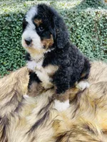 Black tri Female , a female Bernedoodle for sale in Cookeville, TN – Photo 9 of 9