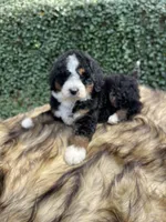Black tri Female , a female Bernedoodle for sale in Cookeville, TN – Photo 4 of 9
