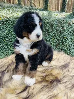 Black tri Female , a female Bernedoodle for sale in Cookeville, TN – Photo 7 of 9