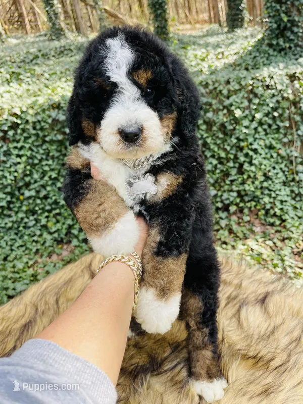 Black tri Female  – Bernedoodle puppy for sale in Cookeville, TN